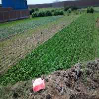 REMATE EN CHIMBOTE