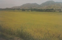 REMATE EN LAMBAYEQUE