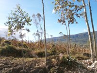 REMATE EN LAMBAYEQUE