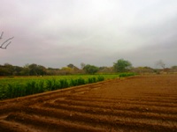 REMATE EN LAMBAYEQUE