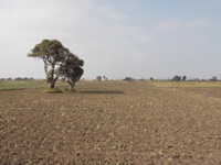 REMATE EN LAMBAYEQUE